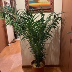 観葉植物ヤシインテリア