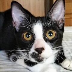 里親さま決定！ 兄妹ペアで☆心と体に寄り添う猫