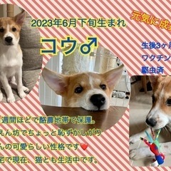 ☆里親決定☆【生後3ヶ月の保護子犬】推定6月25日生まれ 