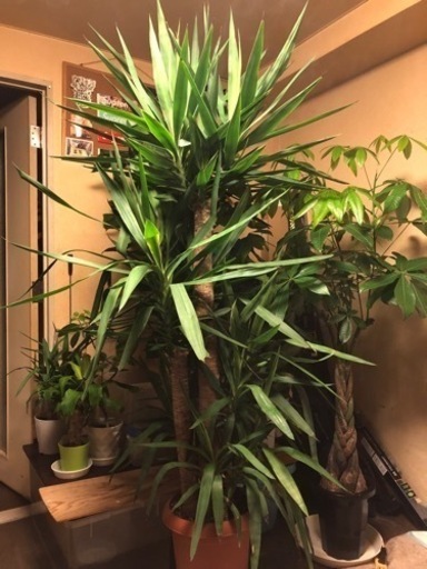 観葉植物　ユッカ　青年の樹　植木