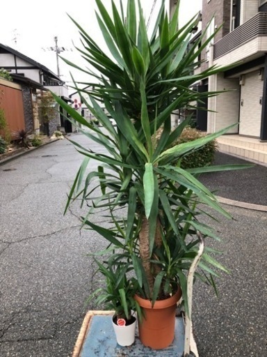 観葉植物　ユッカ　青年の樹　植木