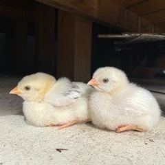 藁ください。