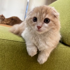 スコティッシュ女の子　里親募集中