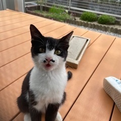 里親急ぎ募集です。白黒ハチワレ 女の子 4-5ヶ月程度 甘えん坊！！