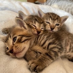 子猫里親募集