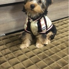 お値下げ！　小型犬　ブルゾンの画像