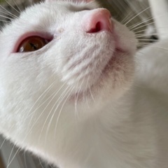 真っ白な甘えん坊のやんちゃ王子♪