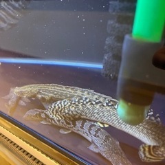 古代魚　ポリプテルス他　金額未定。