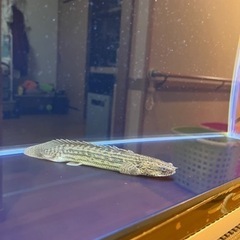 古代魚　ポリプテルス他　金額未定。の画像