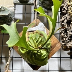 P.ridleyi_リドレイ b◆ ビカクシダ