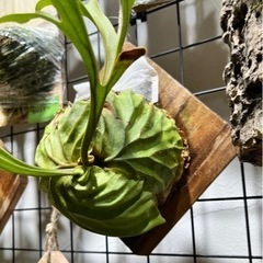 P.ridleyi_リドレイ b◆ ビカクシダの画像