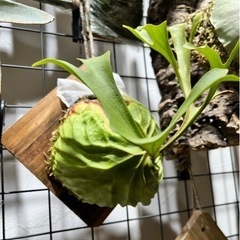 P.ridleyi_リドレイ b◆ ビカクシダの画像