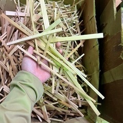 【お取引中です】ソロキャン用薪！　詰め放題、お引取り限定です！の画像