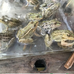 トノサマガエル　カエル　雄雌ペア　7cm〜　観賞　研究用