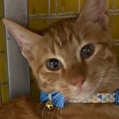 茶トラの5ヶ月くらいの男の子⭐️