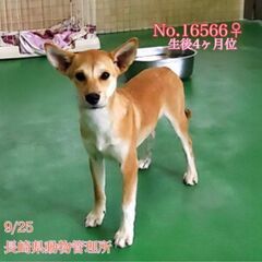 生後3か月くらいの野犬の子犬4匹です