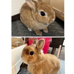ネザーランドドワーフ  （オス）6歳（メス）1歳