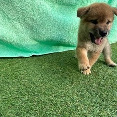 【飼い主様決定】人懐っこいたくろうくん⚾️ - 八千代市