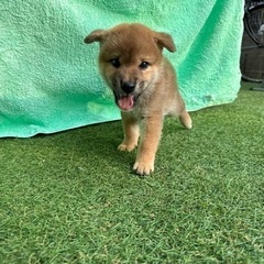 【飼い主様決定】人懐っこいたくろうくん⚾️