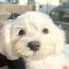 【飼い主様決まりました】元気なマルチーズくん🤍の画像