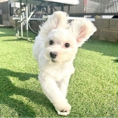【飼い主様決まりました】元気なマルチーズくん🤍 - 八千代市