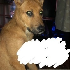 雑種犬引き取ってくれる方居ますか？の画像