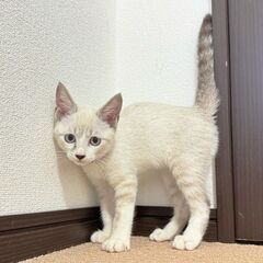 【シャムミックス】可愛い鳴き声のイケメンくん