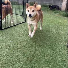【飼い主様決まりました】豆柴のあきちゃん🍂 - 八千代市