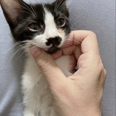 美形　2ヶ月　甘えたな可愛い猫さん