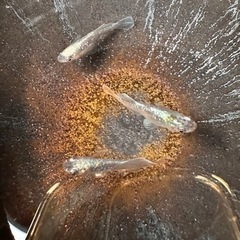 『凛』メダカ（当方オリジナル）