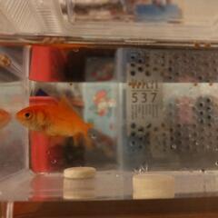 金魚一匹の画像