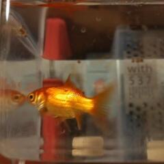 金魚一匹の画像
