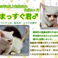 ☆里親決定☆【生後2ヶ月の保護子猫／まっすぐ君♂】推定8月3日生まれ 