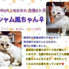 ☆里親決定☆【生後2ヶ月の保護子猫／シャム風ちゃん♀】推定8月3...