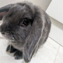 うさぎ・ドワーフロップイヤー１才♀里親募集