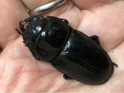 ◆【準備中】国産オオクワガタ　能勢産「華王」♂♀ R RRペア　赤眼　レッドアイ　新成虫
