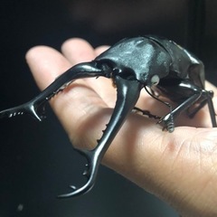 大人気クワガタ福袋！！