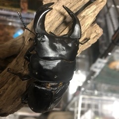 大人気クワガタ福袋！！の画像