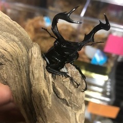 大人気クワガタ福袋！！の画像