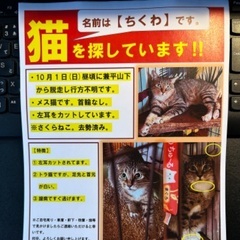 迷子の猫を探しています😢