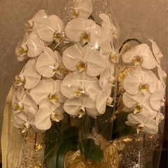 胡蝶蘭3鉢