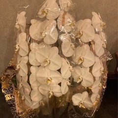 胡蝶蘭