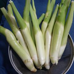 マコモダケ 1㎏ 無農薬 お好きな方に。