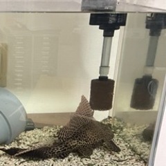 プレコ