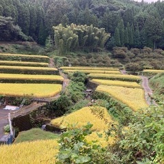 🌾令和5年度新米、農家🧑‍🌾の棚田米🌾の画像