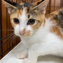 🌟6ヶ月くらいの三毛猫🌟