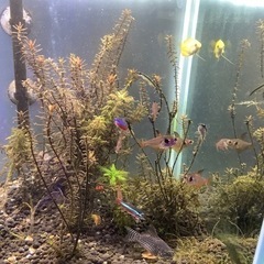 熱帯魚　引取り希望