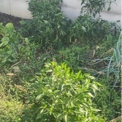大辛トウガラシの画像