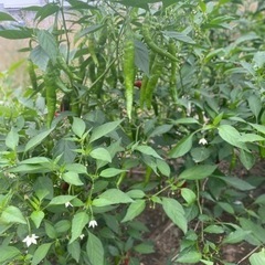 大辛トウガラシの画像