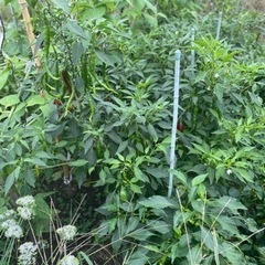 大辛トウガラシの画像